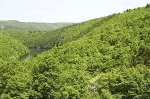 Nachträglich gemachtes Bild eines ähnlichen Blumenbeets.
